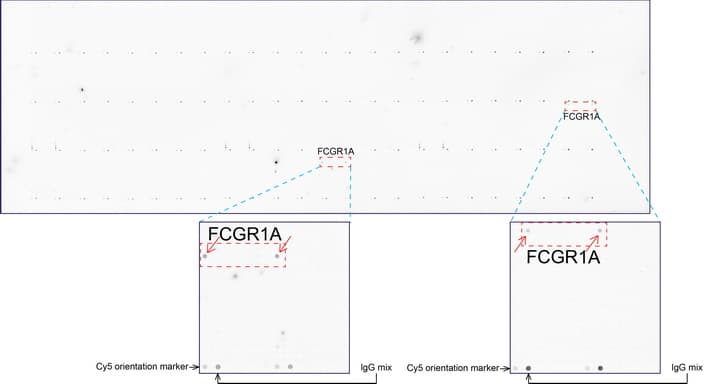 FCGR1A / CD64 Antibody (clone UMAB74, Carrier-free)
