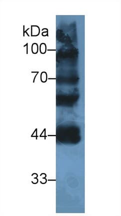 LYAR Antibody (aa288-379)
