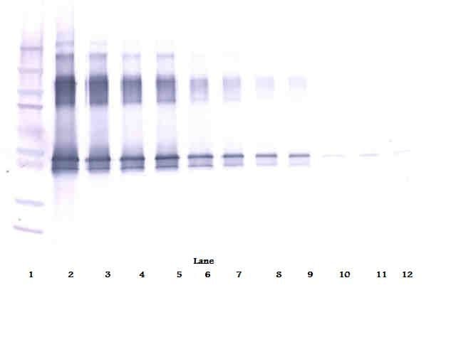 SERPINA12 / Vaspin Antibody