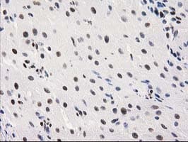 MEF2C Antibody (clone OTI1H5, Carrier-free)