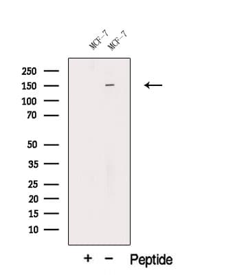 SMC4 Antibody