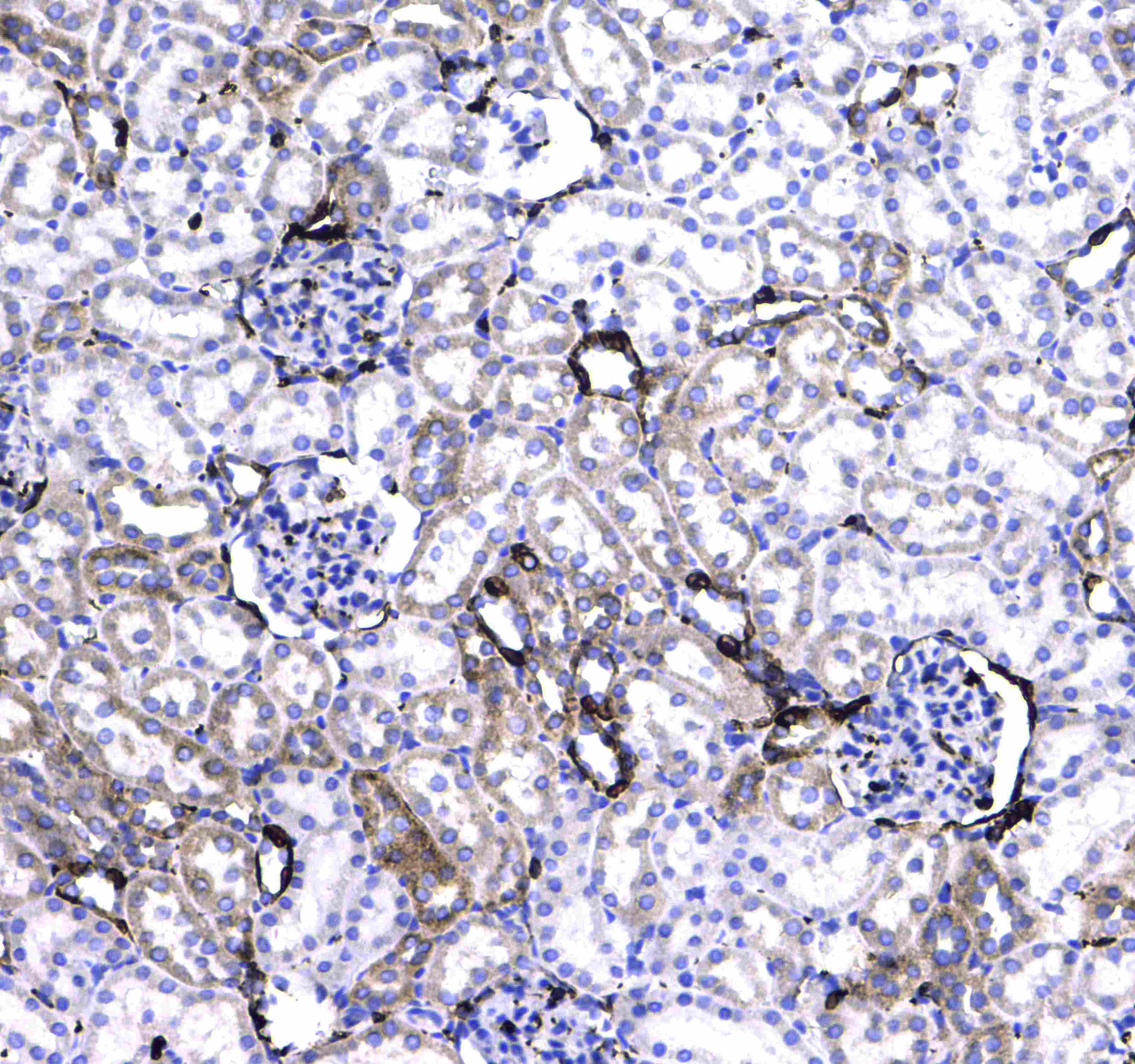CD44 Antibody