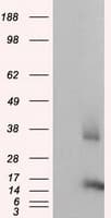 CISD1 Antibody (clone OTI3A1, Carrier-free)