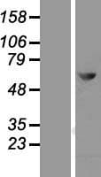 MTMR2 Protein (Over-Expression Lysate Myc-DDK (Flag))