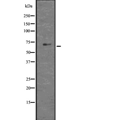 GLIS1 Antibody