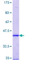 Human EXOG / ENDOGL1 Protein (Recombinant GST, N-terminus)