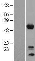 Human GEM / KIR Protein (Over-Expression Lysate Myc-DDK (Flag))