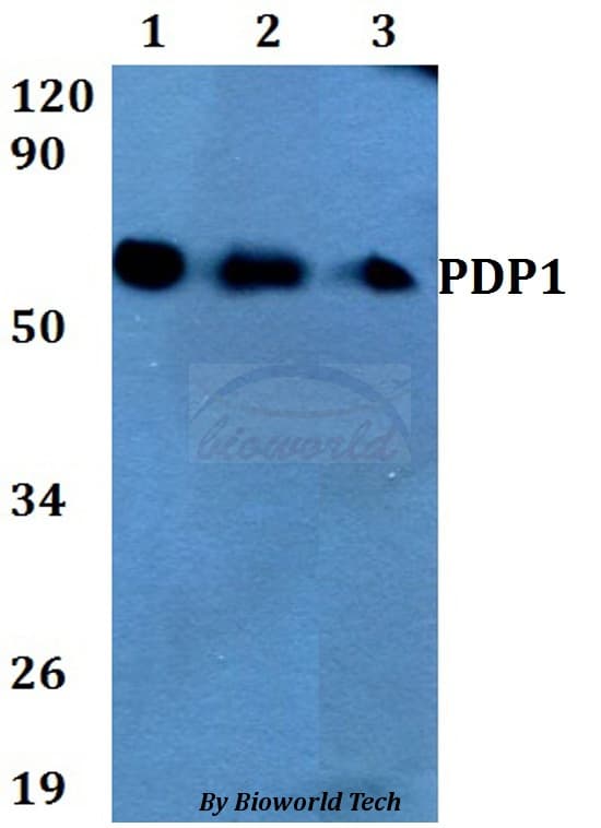 PDP1 Antibody