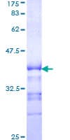 Human KSR1 Protein (Recombinant GST, N-terminus)