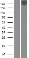 Human NUMA1 / NUMA Protein (Over-Expression Lysate Myc-DDK (Flag))