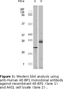 Monoclonal Mouse anti-Human EIF4EBP1 / 4EBP1 Antibody (clone 9E12D9, WB)