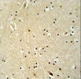 DSC92 / NGRN Antibody (aa261-290)