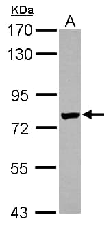 LRRC4C Antibody