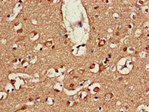 ATP9A Antibody