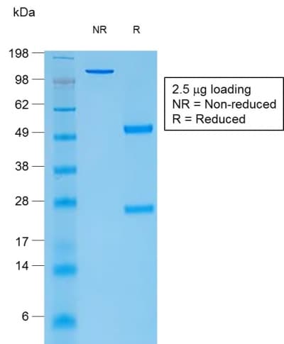 TG / Thyroglobulin Antibody (clone rTGB24, Azide-free, Carrier-free)