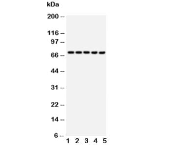 HSPA1A Antibody (aa577-596)