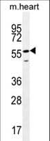 SMTNL2 Antibody (aa21-48)