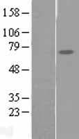 FAM111A Protein (Over-Expression Lysate Myc-DDK (Flag))
