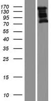 NEDD4 Protein (Over-Expression Lysate Myc-DDK (Flag))