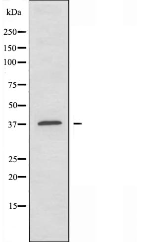 ELAVL2 / HUB Antibody