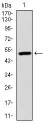UBB / Ubiquitin B Antibody (clone 3C12)