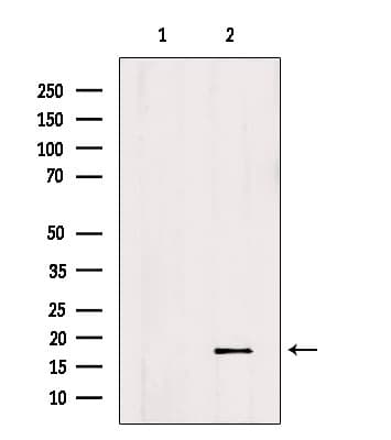 ID2 Antibody