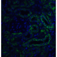 SLC22A17 Antibody
