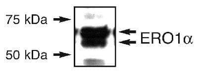 Polyclonal Rabbit anti-Human ERO1A / ERO1L Antibody (N-Terminus, WB)