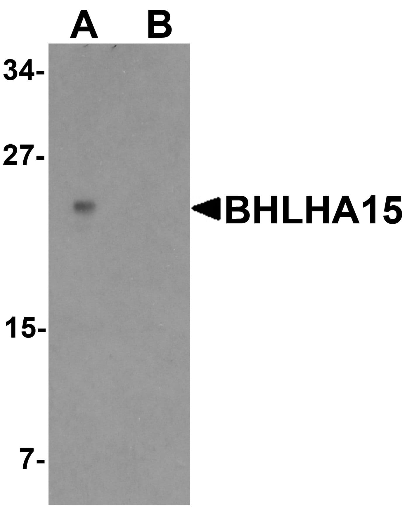 IHC-plus™ BHLHA15 Antibody