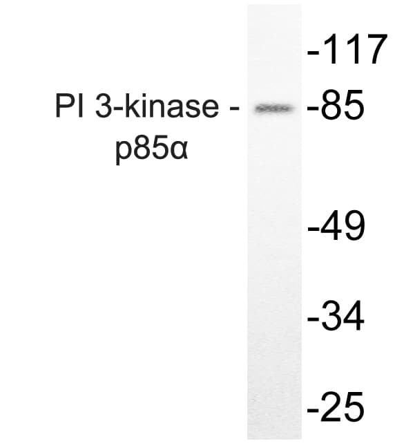 PIK3R1 / p85 Alpha Antibody (aa449-498)