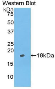 BMP4 Antibody (aa244-388)