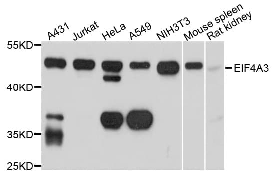 IHC-plus™ EIF4A3 Antibody
