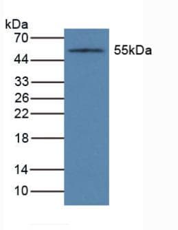 CYP1A1 Antibody (aa1-250)