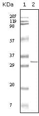 HPRT1 / HPRT Antibody (clone 1F8D11)
