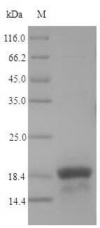 Escherichia coli FUR Protein (Recombinant 6His, N-terminus)
