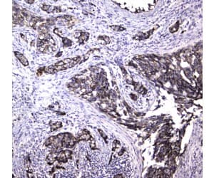 MRE11A / MRE11 Antibody