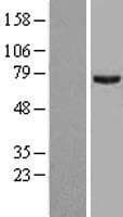 PRMT5 Protein (Over-Expression Lysate Myc-DDK (Flag))