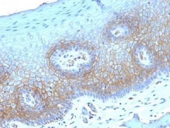 THBD / CD141 / Thrombomodulin Antibody (clone THBD/1782, Azide-free, BSA-free)
