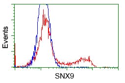 SNX9 / WISP Antibody (clone OTI1B5)
