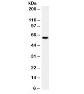 HSPD1 / HSP60 Antibody (clone LK1, Azide-free, BSA-free)