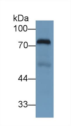 TF / Transferrin Antibody (aa361-683)