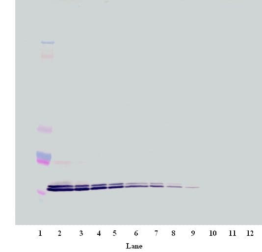 IHC-plus™ CXCL16 Antibody
