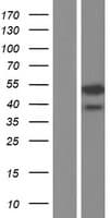 C14orf80 Protein (Over-Expression Lysate Myc-DDK (Flag))
