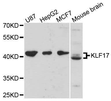 KLF17 Antibody