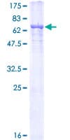 Human TUBA3C / Tubulin Alpha 3C Protein (Recombinant GST)