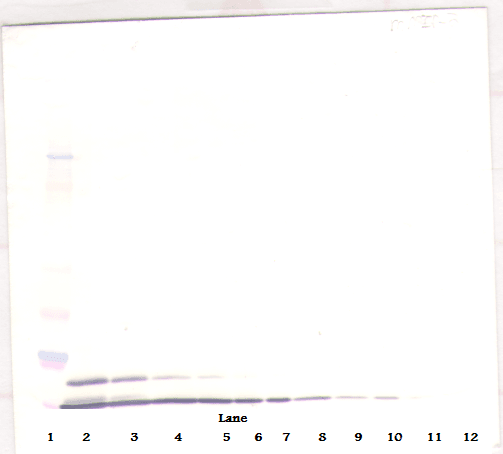 MIP2 / GRO2 / CXCL2 Antibody