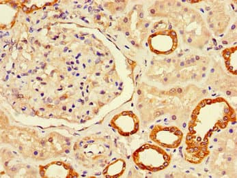 LUZP2 Antibody