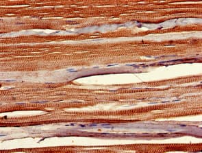 SIX1 Antibody