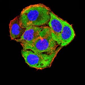 Monoclonal Mouse anti-Toxoplasma gondii ROP1 Antibody (clone 3D4B2, IHC, WB)