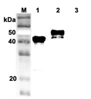 IHC-plus™ Monoclonal Mouse anti-Human SERPINA12 / Vaspin Antibody (clone VP63, IHC, WB)